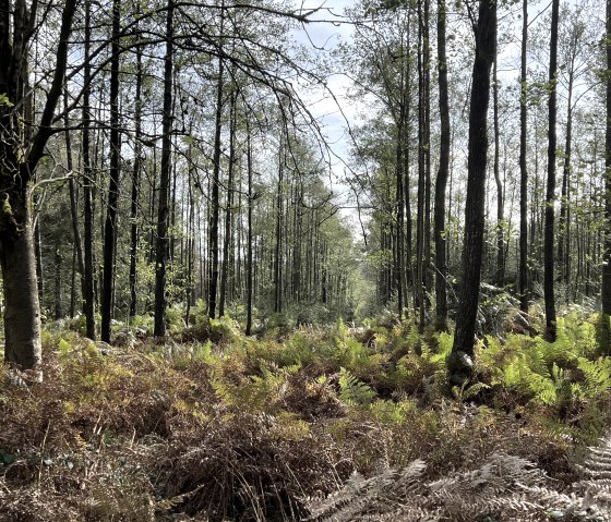 Waldgebiet entlang der Tour, &copy; Rureifel-Tourismus e.V., Michelle Wiesen