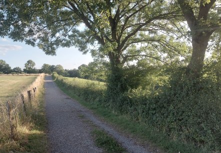 Sommerweg Krauthausen Juli-August (co) Thei&szlig;en-Bra