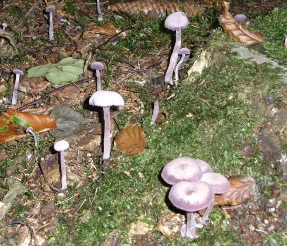 &Ouml;kologische Pilzwanderung, &copy; Naturzentrum Eifel