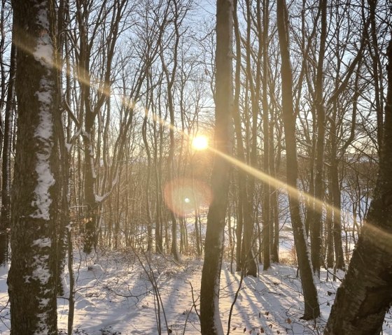 Nahegelegener Winterwald