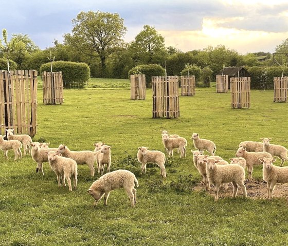 L&auml;mmer auf der Streuobswiese, &copy; Bauer GmbH & Co.KG