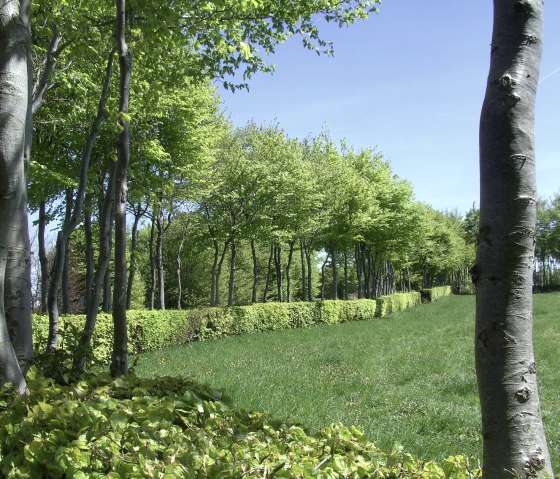 Heckenlandroute: Hiking along the beech hedges, © Monschauer Land/G. Scheidt