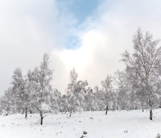 Struffelt Heide mit Schnee, &copy; Eifel Tourismus GmbH, D. Ketz