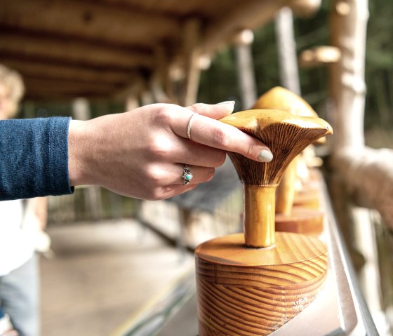 Holzpilze auf dem wilden Weg im Nationalpark Eifel, &copy; Nationalpark Eifel, Dominik Ketz