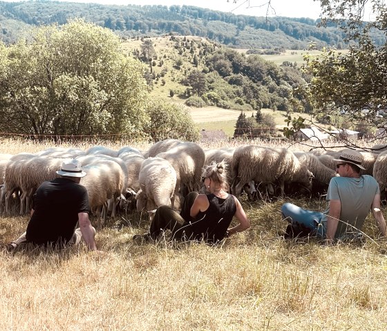 Schafe in der Eifel, &copy; Heike Holzschneider | Eifelschafzeit