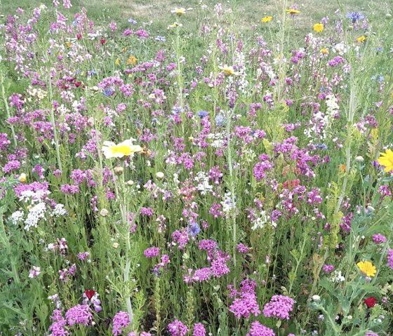 Wildblumenwiese, &copy; Monschau-Touristik