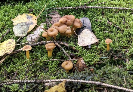 Pilze im Wald, © Sandra Noßmann