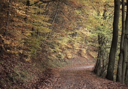 Wald bei Rurberg