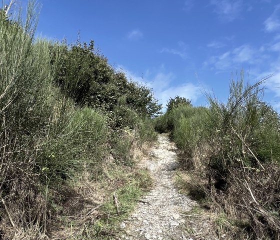 Entlang der Tour Nr. 66, &copy; Rureifel-Tourismus e.V., Michelle Wiesen