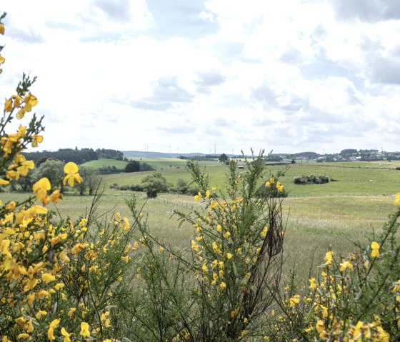 Gelbe Blumen im Vordergrund, gr&uuml;ne Felder und H&uuml;gel im Hintergrund unter einem bew&ouml;lkten Himmel. Windr&auml;der sind in der Ferne sichtbar., &copy; Nordeifel Tourismus