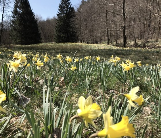 Ferienwohnung Jakobs Monschau H&ouml;fen Narzissen, &copy; Eife(e)l-Home
