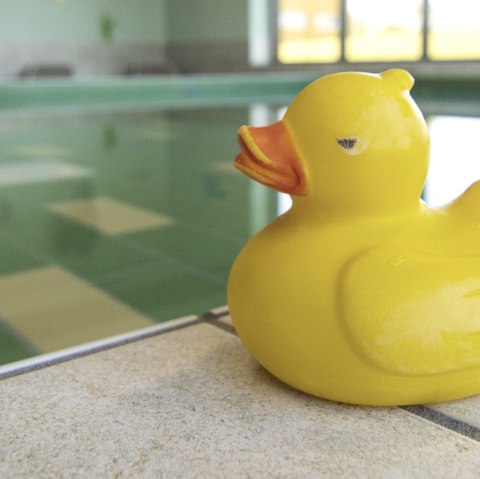 Symbolbild Ente, &copy; Monschauer Land Touristik e.V.