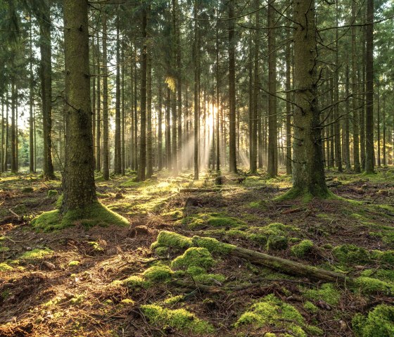 Sonnenaufgang im Wald, © Nordeifel Tourismus GmbH - Paul Meixner