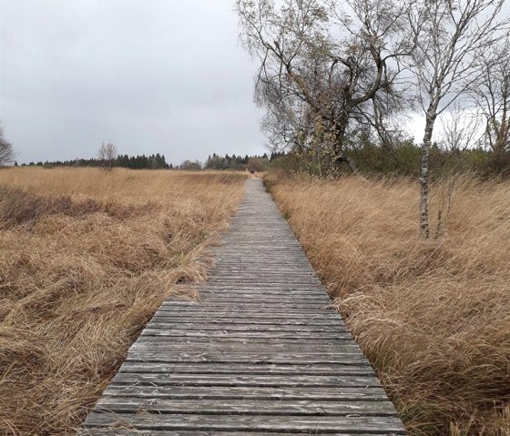 Venn, &copy; Juliane Paustenbach