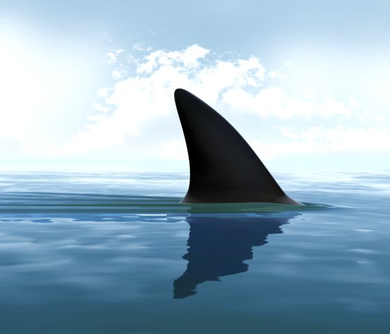 Thieving Sharks, &copy; iStock, iLexx