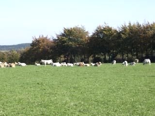 Wiese, &copy; Nordeifel Tourismus GmbH & Ferienwohnungen Huppertz