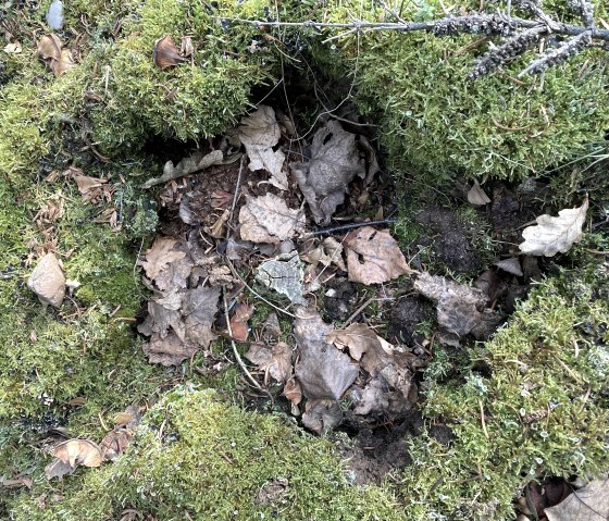 The forest floor, &copy; Anne Knein