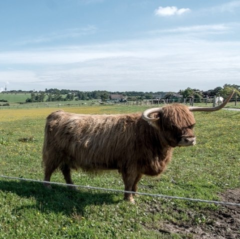 Scottish Highland cattle, © some.oner