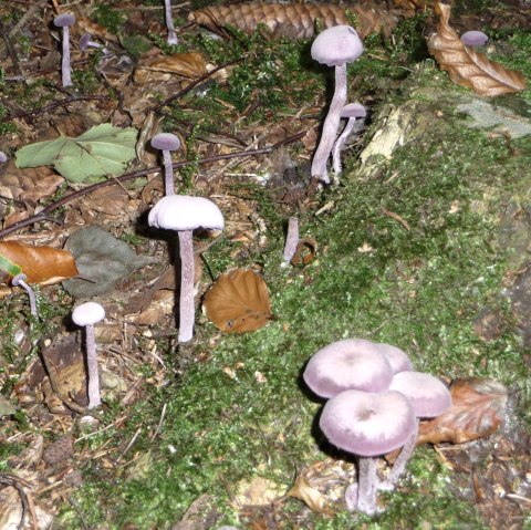 &Ouml;kologische Pilzwanderung, &copy; Naturzentrum Eifel