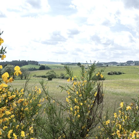 Gelbe Blumen im Vordergrund, gr&uuml;ne Felder und H&uuml;gel im Hintergrund unter einem bew&ouml;lkten Himmel. Windr&auml;der sind in der Ferne sichtbar., &copy; Nordeifel Tourismus