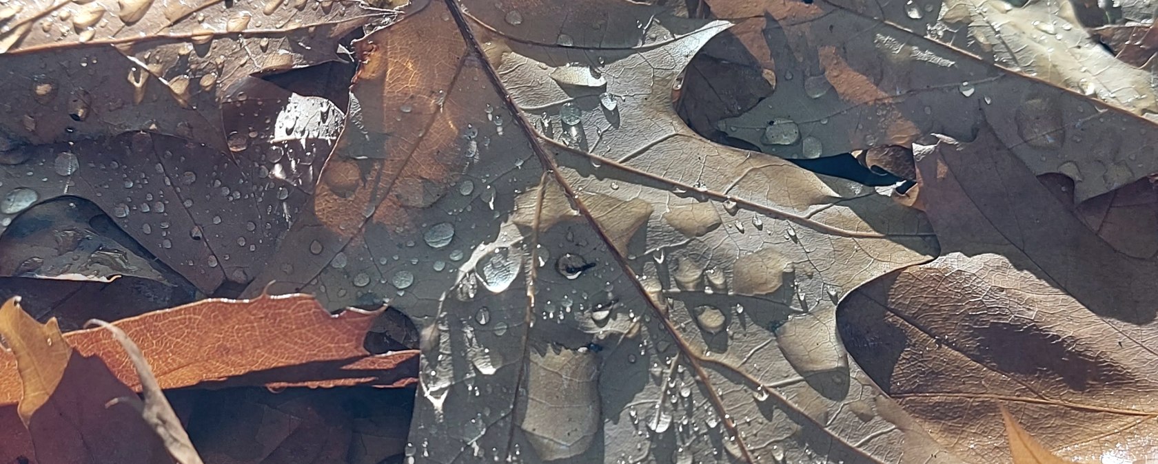 Autumn Leaves: Detail, September&ndash;November (co) Thei&szlig;