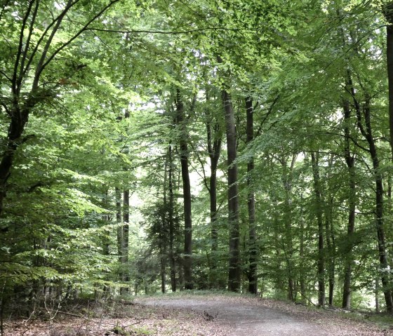 Waldweg, &copy; Eifel heimisch